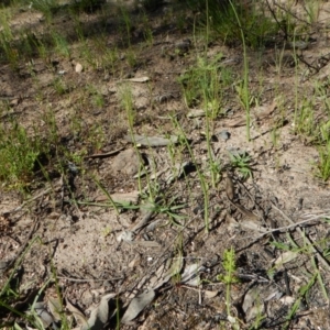 Microtis sp. at Undefined Area - suppressed