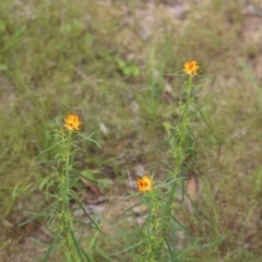 Xerochrysum viscosum (Sticky Everlasting) at Bruce, ACT - 30 Oct 2016 by ibaird