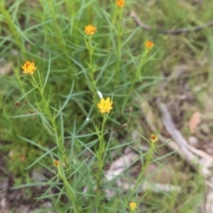 Xerochrysum viscosum at Bruce, ACT - 30 Oct 2016 11:33 AM