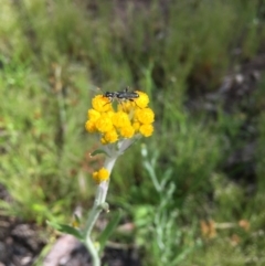 Chrysocephalum apiculatum (Common Everlasting) at Bruce, ACT - 30 Oct 2016 by ibaird