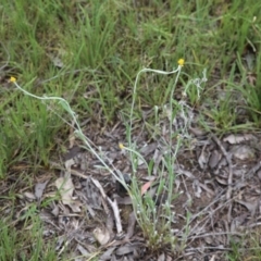 Chrysocephalum apiculatum at Bruce, ACT - 30 Oct 2016