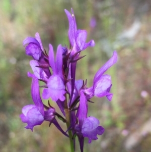 Linaria pelisseriana at Bruce, ACT - 30 Oct 2016 09:55 AM