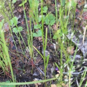 Linaria pelisseriana at Bruce, ACT - 30 Oct 2016