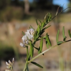 Vicia disperma (Two Seeded Vetch) at Conder, ACT - 3 Nov 2016 by michaelb