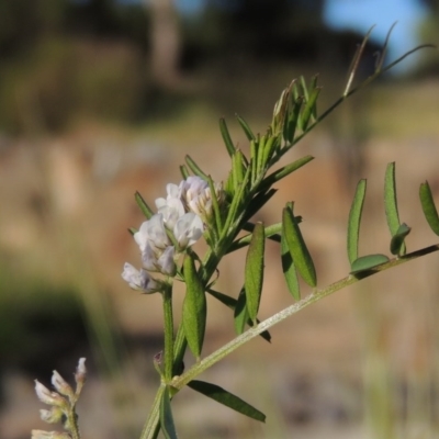Vicia disperma (Two Seeded Vetch) at Conder, ACT - 3 Nov 2016 by MichaelBedingfield