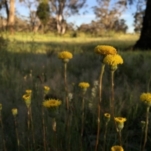 Leptorhynchos elongatus at Googong, NSW - 4 Nov 2016 09:09 AM