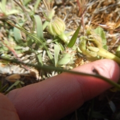 Leontodon rhagadioloides at Googong, NSW - 4 Nov 2016