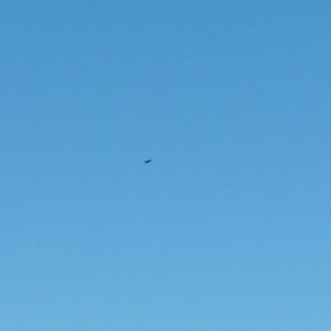 Aquila audax at Molonglo Valley, ACT - 4 Jan 2016 10:21 AM