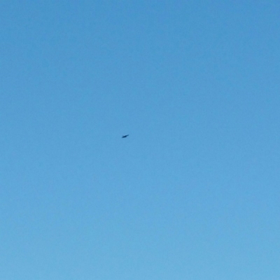 Aquila audax (Wedge-tailed Eagle) at Molonglo Valley, ACT - 3 Jan 2016 by RichardMilner