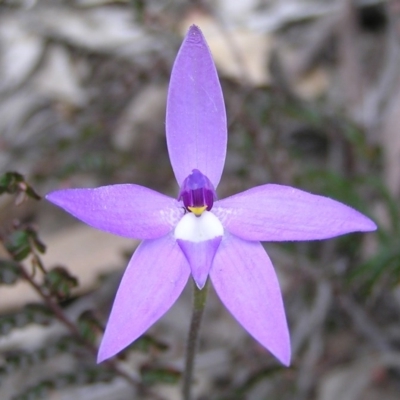 Glossodia major (Wax Lip Orchid) at Mount Taylor - 30 Sep 2010 by MatthewFrawley