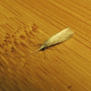 Cheumatopsyche sp. (genus) at Greenway, ACT - 2 Nov 2016 11:38 PM