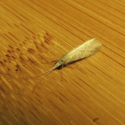 Cheumatopsyche sp. (genus) (A net-spinning caddisfly) at Pine Island to Point Hut - 2 Nov 2016 by michaelb