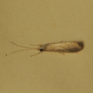 Cheumatopsyche sp. (genus) at Greenway, ACT - 2 Nov 2016