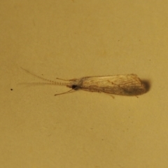 Cheumatopsyche sp. (genus) at Greenway, ACT - 2 Nov 2016