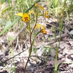 Diuris nigromontana (Black Mountain Leopard Orchid) at Molonglo Valley, ACT - 3 Nov 2016 by Sheridan.maher