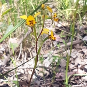 Diuris nigromontana at Undefined Area - suppressed