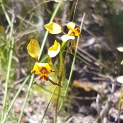 Diuris nigromontana at Point 4598 - 3 Nov 2016