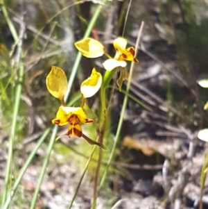 Diuris nigromontana at Point 4598 - 3 Nov 2016