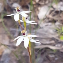 Caladenia cucullata (Lemon Caps) at Point 4598 - 3 Nov 2016 by Sheridan.maher