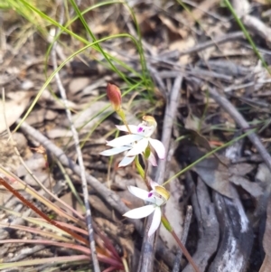 Caladenia moschata at Florey, ACT - 3 Nov 2016