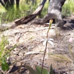 Caladenia moschata (Musky Caps) at Florey, ACT - 3 Nov 2016 by Sheridan.maher