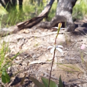 Caladenia moschata at Florey, ACT - suppressed