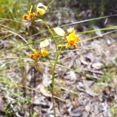 Diuris nigromontana (Black Mountain Leopard Orchid) at Point 4526 - 3 Nov 2016 by Sheridan.maher