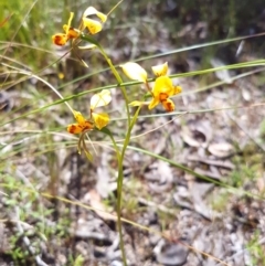 Diuris nigromontana (Black mountain leopard orchid) at Point 4526 - 3 Nov 2016 by Sheridan.maher