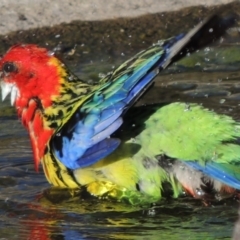 Platycercus eximius (Eastern Rosella) at Banks, ACT - 3 Nov 2016 by michaelb