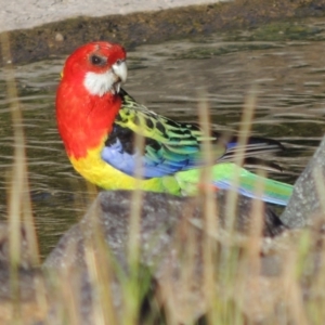 Platycercus eximius at Banks, ACT - 3 Nov 2016