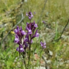 Linaria pelisseriana (Pelisser's Toadflax) at Symonston, ACT - 4 Nov 2016 by Mike