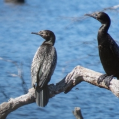 Phalacrocorax sulcirostris (Little Black Cormorant) at Mulligans Flat - 3 Nov 2016 by CedricBear