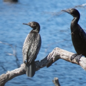 Phalacrocorax sulcirostris at Gungahlin, ACT - 4 Nov 2016