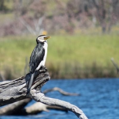 Microcarbo melanoleucos (Little Pied Cormorant) at Mulligans Flat - 3 Nov 2016 by CedricBear