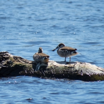 Malacorhynchus membranaceus (Pink-eared Duck) at Mulligans Flat - 4 Nov 2016 by CedricBear