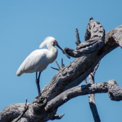 Platalea regia (Royal Spoonbill) at Mulligans Flat - 4 Nov 2016 by CedricBear