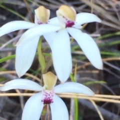 Caladenia cucullata (Lemon Caps) at Black Mountain - 2 Nov 2016 by DebbieWorner