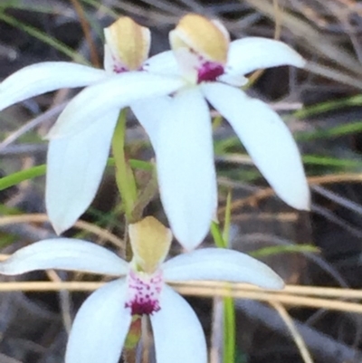 Caladenia cucullata (Lemon Caps) at Acton, ACT - 2 Nov 2016 by DebbieWorner