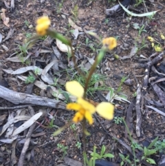 Diuris nigromontana (Black Mountain Leopard Orchid) at Point 26 - 2 Nov 2016 by DebbieWorner