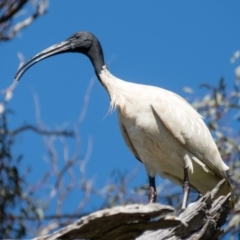 Threskiornis molucca (Australian White Ibis) at Gungahlin, ACT - 3 Nov 2016 by CedricBear