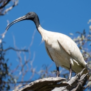 Threskiornis molucca at Gungahlin, ACT - 4 Nov 2016