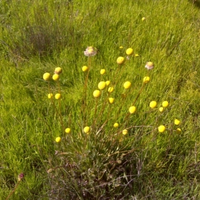 Craspedia variabilis (Common Billy Buttons) at Jerrabomberra, ACT - 3 Nov 2016 by Mike