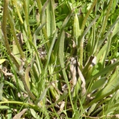 Craspedia variabilis at Jerrabomberra, ACT - suppressed