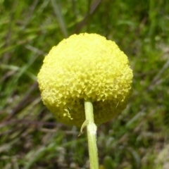 Craspedia variabilis at Jerrabomberra, ACT - suppressed