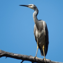 Egretta novaehollandiae (White-faced Heron) at Gungahlin, ACT - 4 Nov 2016 by CedricBear