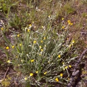 Chrysocephalum apiculatum at Jerrabomberra, ACT - 3 Nov 2016