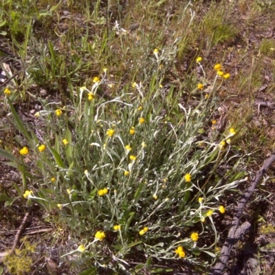 Chrysocephalum apiculatum (Common Everlasting) at Jerrabomberra, ACT - 2 Nov 2016 by Mike