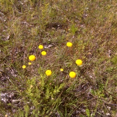 Leptorhynchos squamatus (Scaly Buttons) at Isaacs Ridge Offset Area - 2 Nov 2016 by Mike