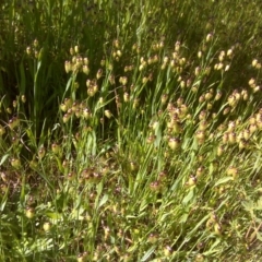 Briza maxima (Quaking Grass, Blowfly Grass) at Jerrabomberra, ACT - 2 Nov 2016 by Mike