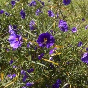 Solanum linearifolium at Isaacs Ridge Offset Area - 3 Nov 2016 10:29 AM